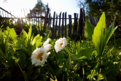 Фальксам Андрей
